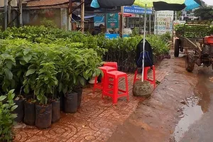 Cảnh báo nạn lừa bán giống cà phê