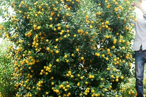 Một trong 4 chậu quất giá hơn 35 triệu đồng trong vườn  ông Nguyễn Viết Ninh (Cẩm Hà, Hội An)     Ảnh: NGỌC PHÚC