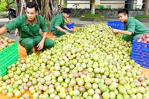 Chiến sĩ Huyện đội Tân Châu thu hoạch chanh dây