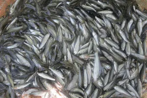 Ngư dân trúng vụ  cá kiền, cá trích