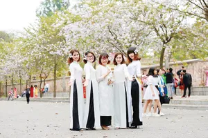 Thiếu nữ Hà Nội thích thú khoe sắc  cùng hoa ban                   Ảnh: G.PHAN