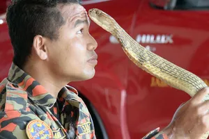 Luyện rắn vẫn bị rắn cắn chết