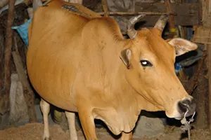 Xác minh vụ “xẻ thịt” bò chính sách