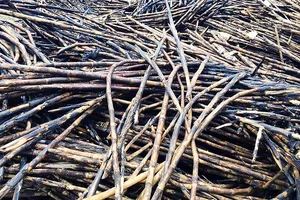 Mía để lâu khô như củi, người dân đành phải đốt bỏ