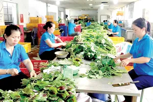 Các HTX đầu tư nâng cấp nhà sơ chế hiện đại nhằm đảm bảo vệ sinh an toàn thực phẩm Ảnh: CAO THĂNG