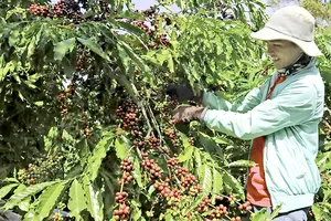 Để cây công nghiệp là cây trồng chủ lực của Tây Nguyên cần sự vào cuộc của nhiều “nhà” 