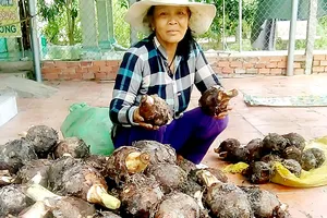 Thương lái Trung Quốc giảm mua, khoai môn rớt giá thảm