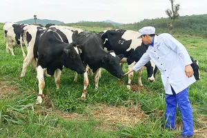 Bò sữa của Tập đoàn TH được chăn nuôi theo quy trình hữu cơ