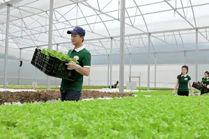 Rau là sản phẩm chủ lực của Lâm Đồng từ nhiều năm trở lại đây      Ảnh: ĐOÀN KIÊN