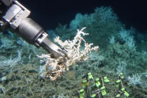 Phát hiện rạn san hô khổng lồ 