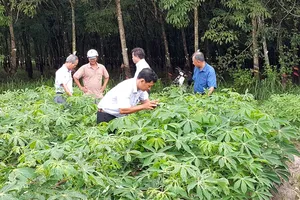 Khảo sát diện tích trồng mì bị nhiễm bệnh khảm lá ở Tây Ninh