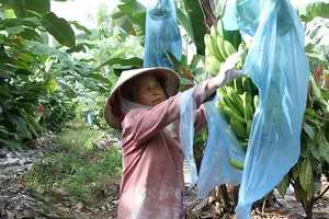 Giống chuối Nam Mỹ và cây ca cao phát triển tốt  trên vùng đất Ea Súp