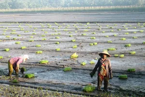 Nông dân ĐBSCL xuống giống lúa đông xuân sớm 