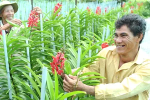 Nông dân phấn khởi khi trồng lan cho lợi nhuận gấp 40-50 lần                                                      trồng lúa                Ảnh: CAO THĂNG