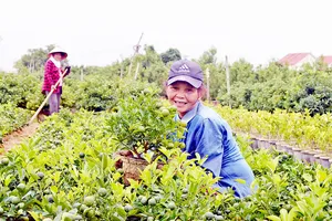 Khoảng 65.000 chậu quất cảnh ở xã Cẩm Hà (TP Hội An) hầu như được thương lái đặt mua hết