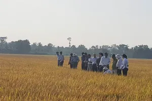 Cánh đồng lúa tại xã Mỹ Lộc đang được người dân canh tác theo phương thức hữu cơ