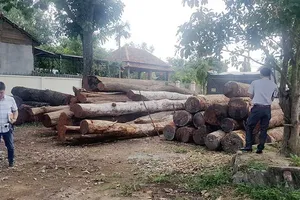Gỗ lậu của Phượng “râu” bị công an phát hiện có sự tiếp tay của kiểm lâm                             Ảnh: ĐÔNG NGUYÊN