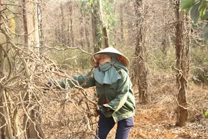 Hồ tiêu ở Chư Pưh, Gia Lai bị chết