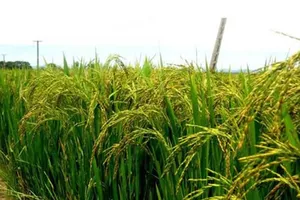 Trồng lúa “né” mặn