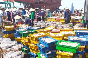  Lên hàng hải sản tại cảng cá Phước Tỉnh (huyện Long Điền)