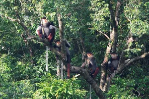 Voọc chà vá chân nâu tại Khe Nước Trong  thuộc bộ ảnh của Trung tâm bảo tồn thiên nhiên Việt