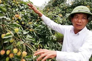 Nông dân ở xã Giáp Sơn, huyện Lục Ngạn (Bắc Giang) nuôi hy vọng vào vụ vải thiều năm 2019