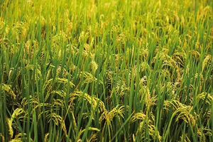 Vụ lúa hè thu 2019 khu vực Nam bộ xuống giống hơn 1,64 triệu ha, giảm 46.000ha so với cùng kỳ