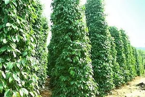 Hội nghị hồ tiêu quốc tế bàn giải pháp phát triển bền vững