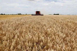Thu hoạch lúa mì. Ảnh: REUTERS 