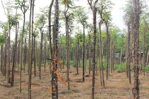 Hồ tiêu rụng bông và chết hàng loạt ở Bình Phước.  Ảnh: HOÀNG BẮC