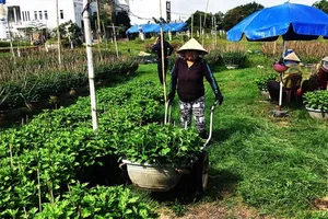 Làng hoa cúc Bình Định lo mất vụ tết
