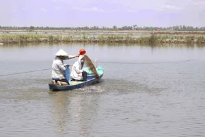 Một số hộ vẫn cố thả nuôi để cầu may gỡ vốn