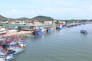 Cảnh cáo giám đốc cảng cá và khu neo đậu tránh trú bão Bạc Liêu