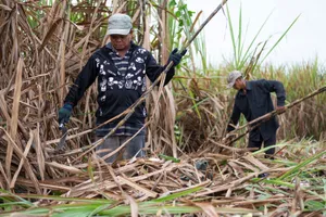 Từ năm 2020, ngành mía đường trong nước sẽ gặp khó khăn khi thực thị Hiệp định ATIGA