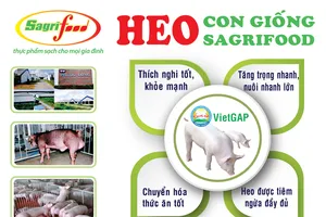 SAGRIFOOD – Nơi cung cấp heo con giống và giải pháp chăn nuôi an toàn