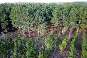 Mỹ đang có kế hoạch trồng 1.000 tỷ cây xanh  để chống biến đổi khí hậu