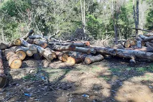 Gỗ tận thu dự án Đường dây điện 500kV Dốc Sỏi - Pleiku 2 được tập kết, chờ chuyển đi
