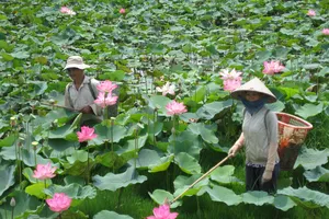 Phát triển chuỗi giá trị từ cây sen ở Đồng Tháp 