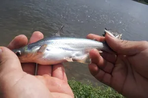 Hơn 350 tỷ đồng sản xuất cá tra giống chất lượng cao