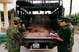 Đề nghị tăng cường kiểm soát heo nhập lậu