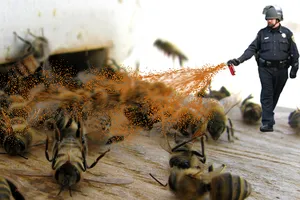 Lời cảnh báo từ ong