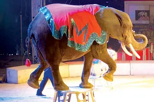 Hình ảnh này sẽ không còn xuất hiện trong các đoàn xiếc lưu động ở Pháp