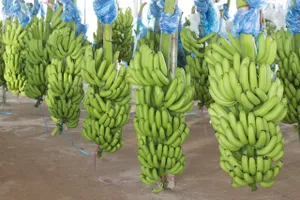 Tiếp tục hỗ trợ 90% phí bảo hiểm nông nghiệp đến hết năm 2021