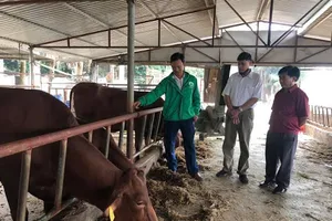 Hà Tĩnh: Hơn 500 con gia súc bị nhiễm bệnh viêm da nổi cục