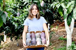 Thu hoạch xoài hữu cơ tại một trang trại hoạt động trên CrowdFarming