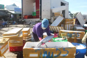 Lên hàng hải sản ở cảng cá Phước Tỉnh, huyện Long Điền,  tỉnh Bà Rịa - Vũng Tàu