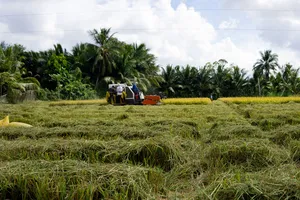 Hậu Giang đẩy nhanh tiến độ thu hoạch lúa hè thu