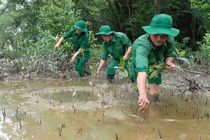 Lực lượng  Thanh niên  xung phong TPHCM tích cực trồng cây mới thay những cây bị gãy đổ tại rừng phòng hộ Cần Giờ. Ảnh:  HOÀNG HÙNG