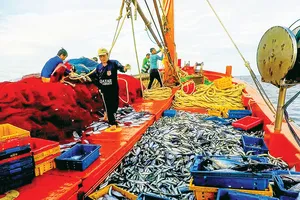 Nhiều sáng kiến trong đánh bắt  trên biển giúp ngư dân Hoài Nhơn,  tỉnh Bình Định khá giả hơn. Ảnh: ĐẶNG VĂN HẢI