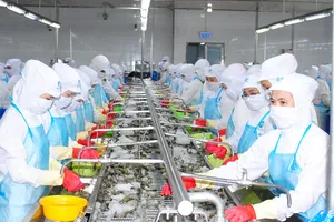 Cà Mau dẫn đầu cả nước về xuất khẩu tôm  với kim ngạch hơn 1 tỷ USD mỗi năm